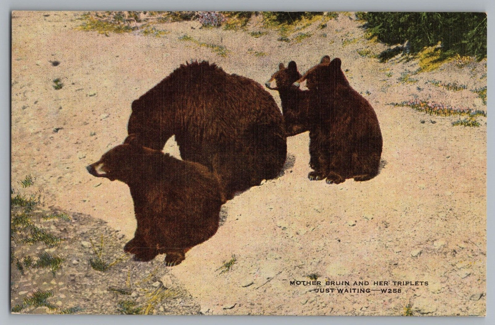 Postcard Mother Bear Bruin and Her Cub Triplets