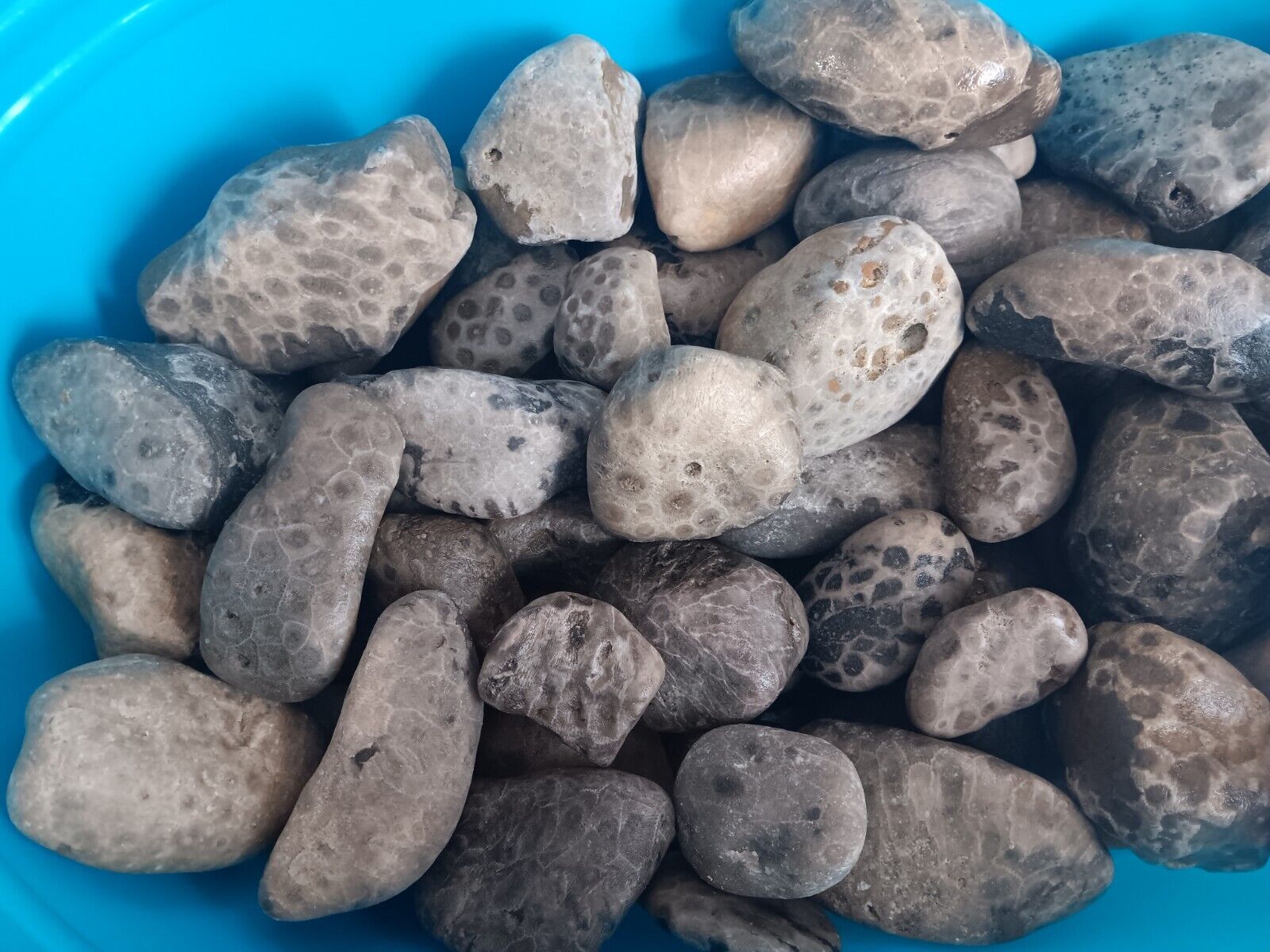 5 Pounds Petoskey Stones Whole Unpolished Project Rough Craft Rocks 