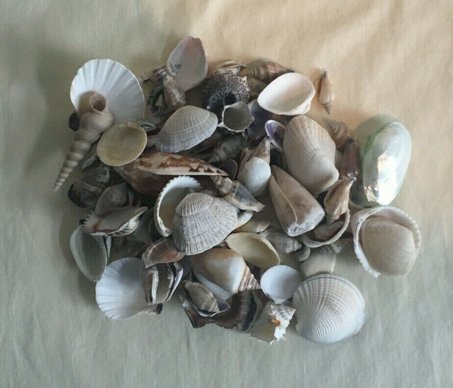14 Oz of Assorted Sea Shells