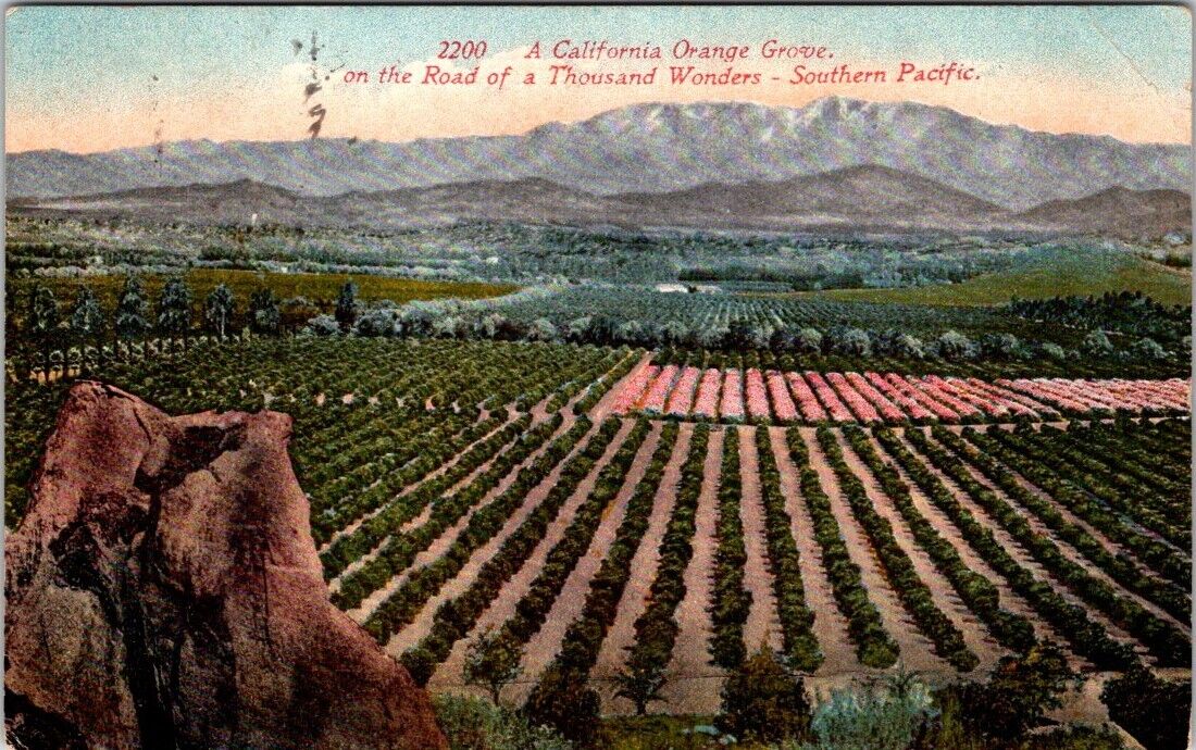 1916 Orange Grove on Southern Pacific Rail Line California Vintage Postcard