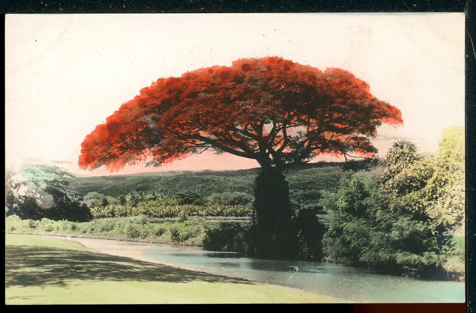 1916 RPPC Poinciana Tree Hand Colored Hawaii Vintage Postcard