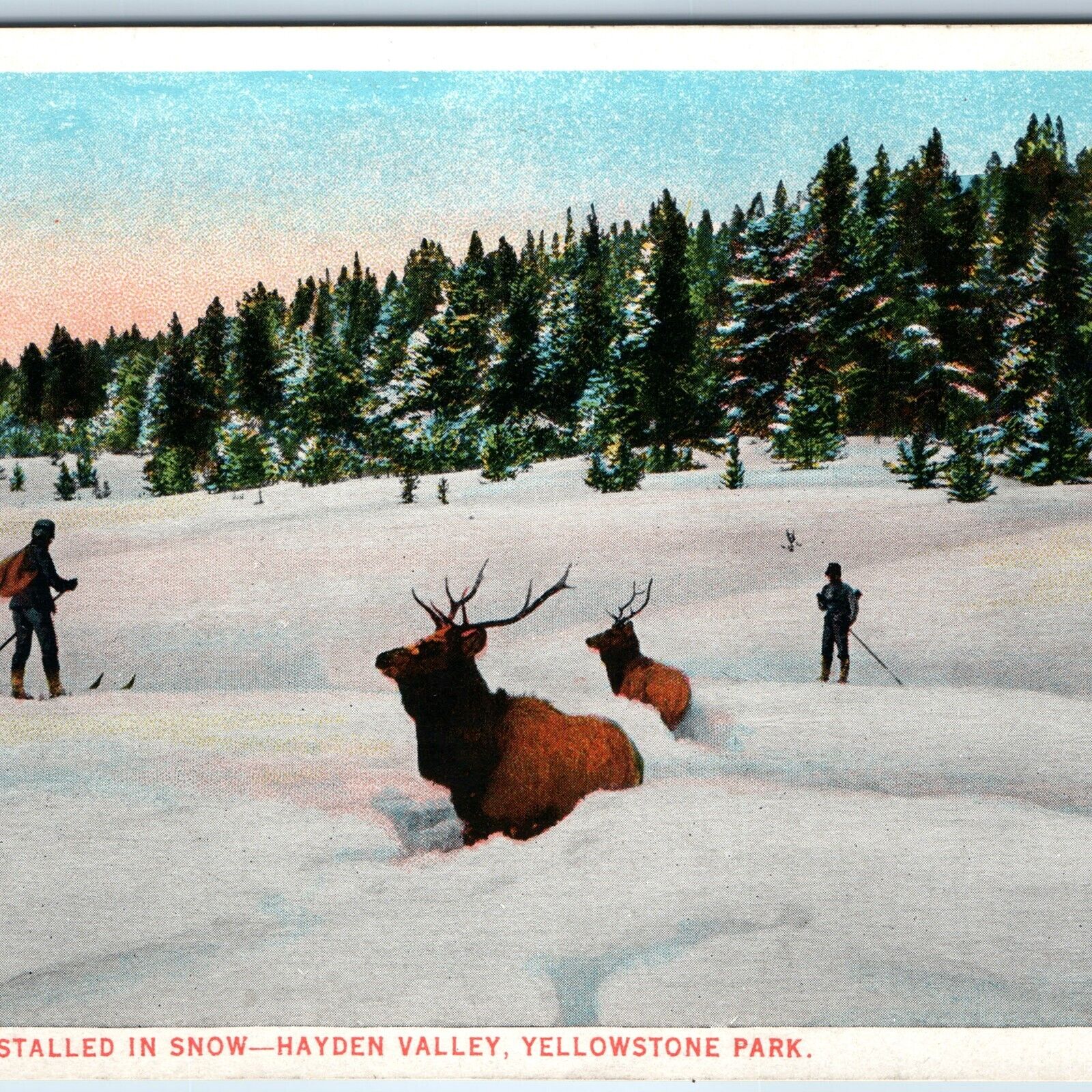 c1910s Yellowstone Park, WY Elk Stalled Snow Hayden Valley JE Haynes #10135 A226
