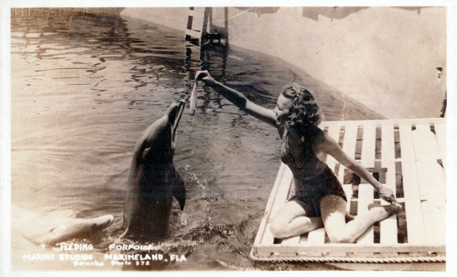 Marine Studios Florida Marineland Feeding Porpoises RPPC Vintage Photo Postcard