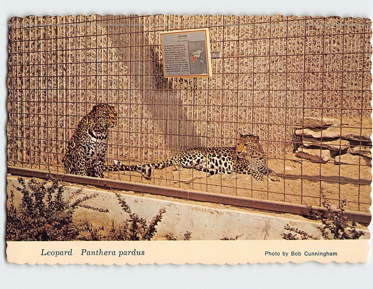 Postcard Leopard (Panthera Pardus) Kansas City Zoo Missouri USA