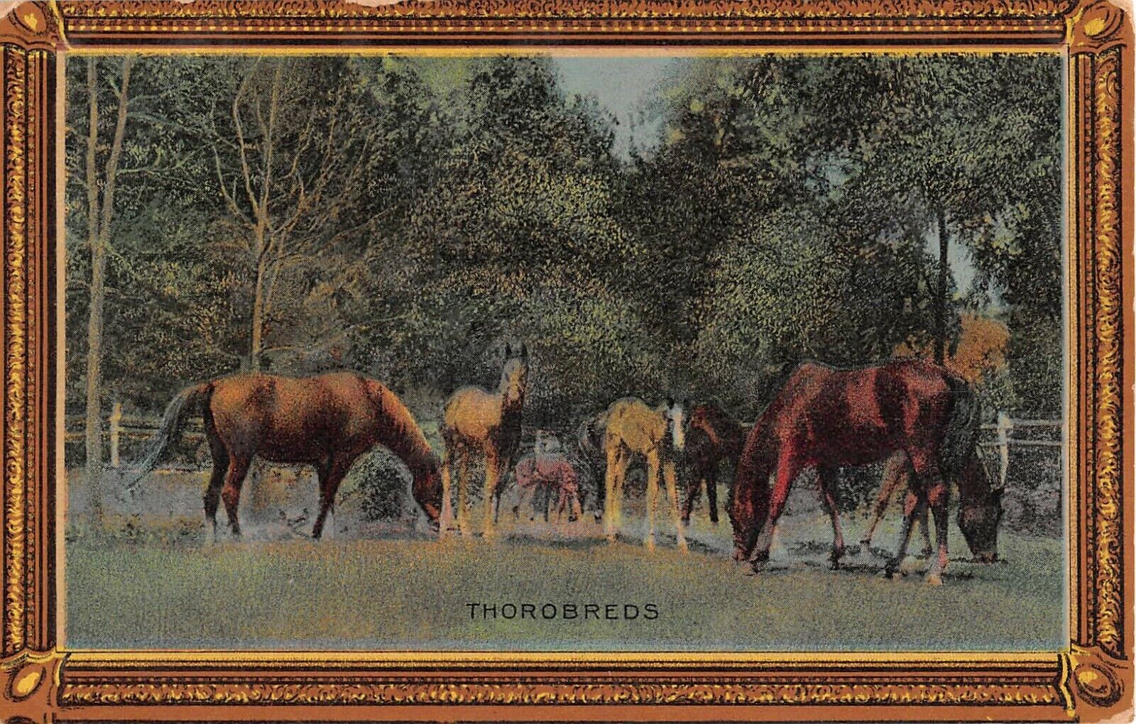 Thoroughbred Horses Grazing in a Field on Old Postcard Titled Thorobreds