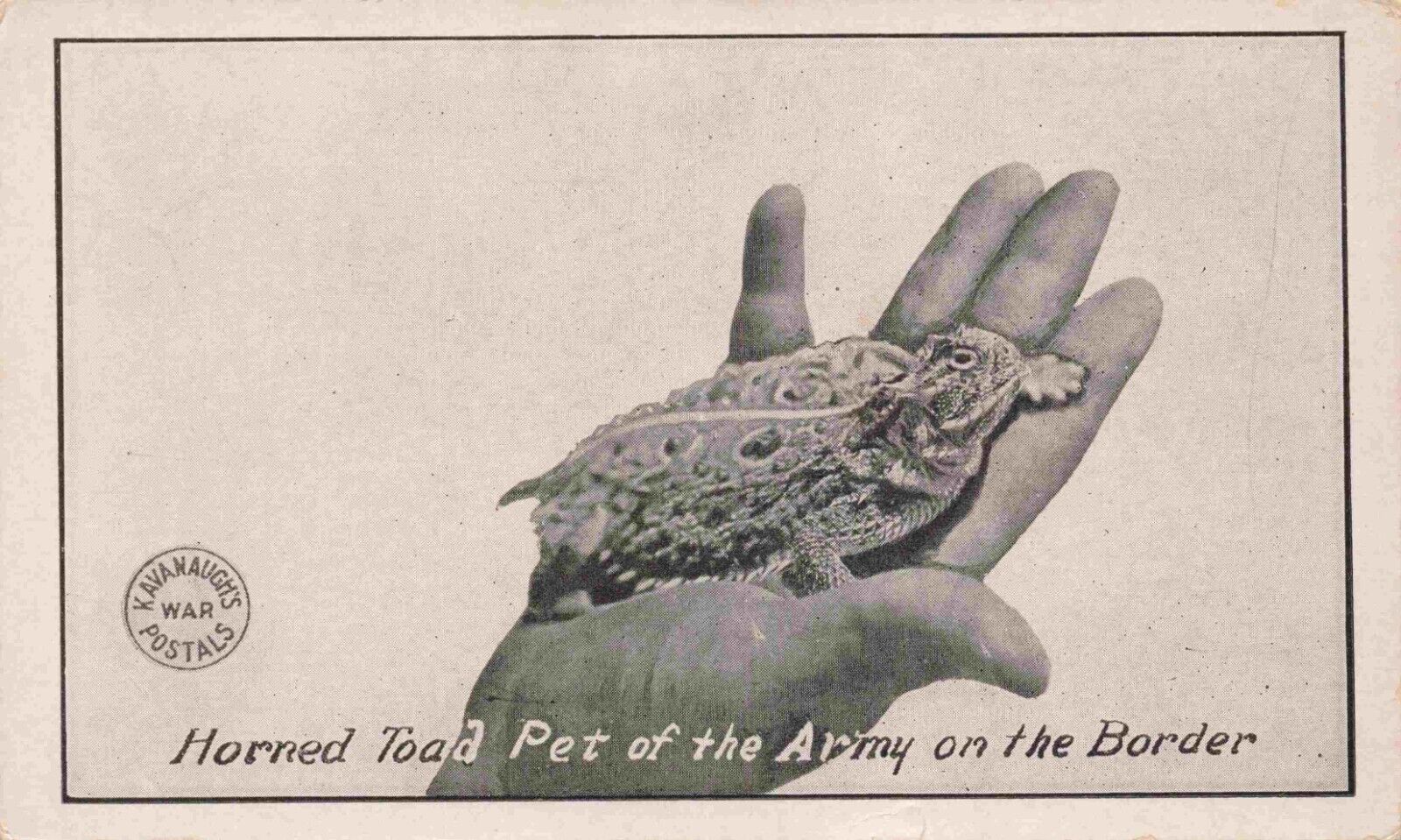 Horned Toad Pet of the Army El Paso Texas Kavanaugh's War Postals Postcard