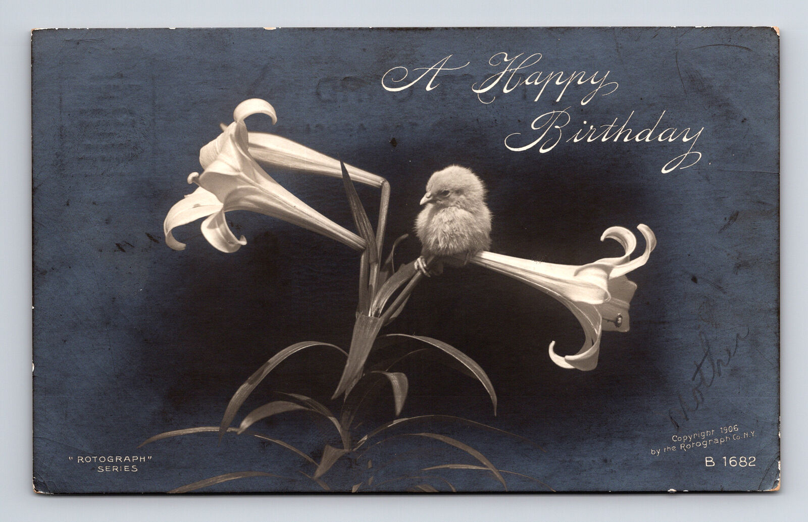 RPPC A Happy Birthday Easter Lily Chick ROTOGRAPH Real Photo Postcard