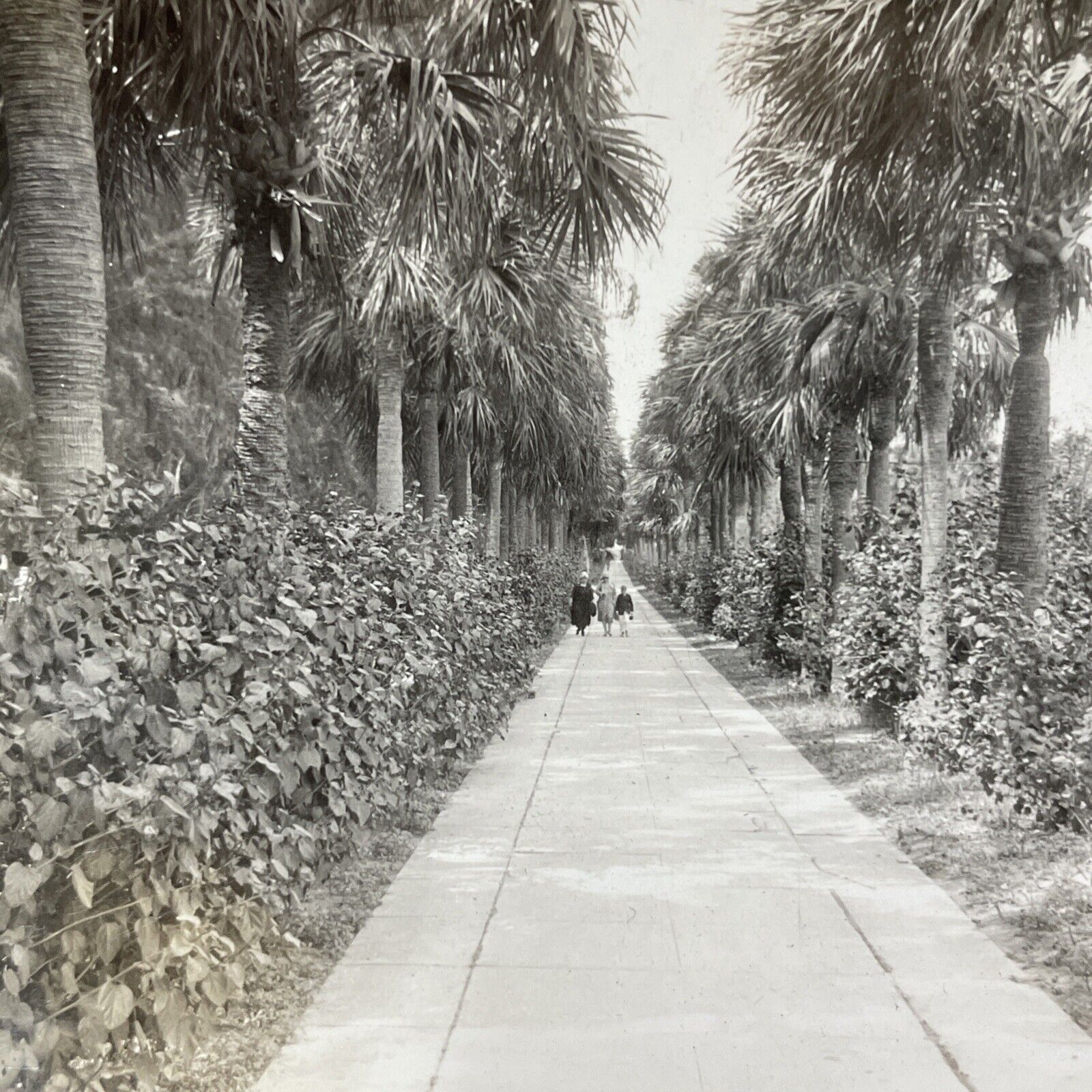 Antique 1910s Ocean Drive Palm Beach Florida Stereoview Photo Card V2174