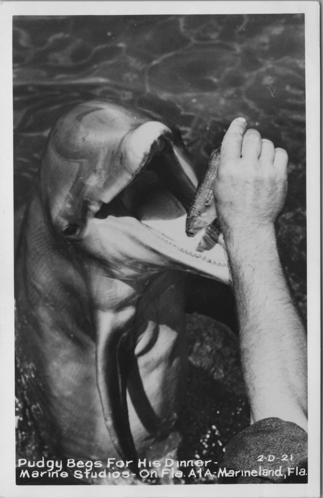 RPPC Marineland 1940\'s Bottlenose Dolphin Pudgy Eating Fish Dinner from Trainer