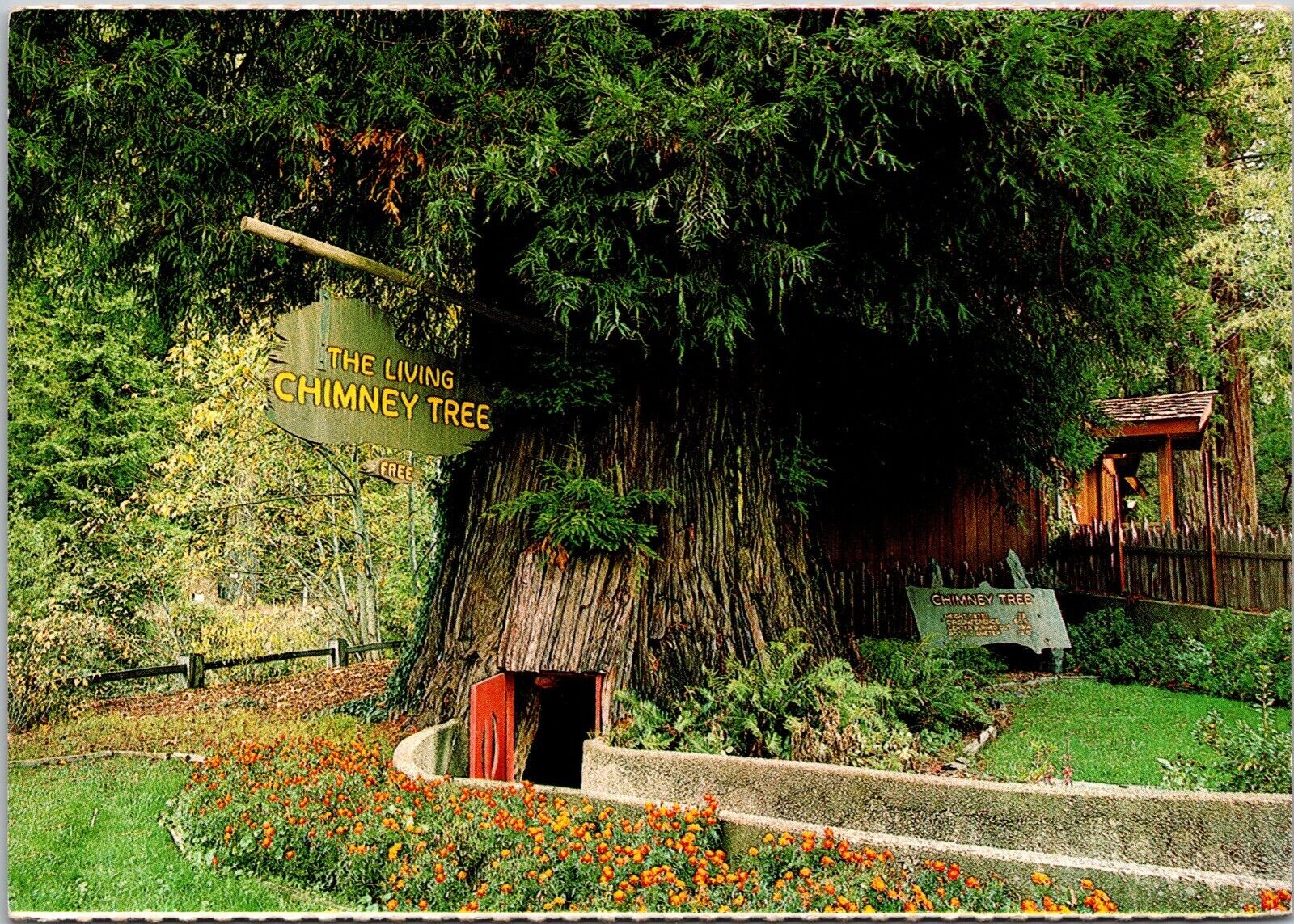 Postcard  The Living Chimney Tree Avenue Of Giants Phillipsville Ca [ec]