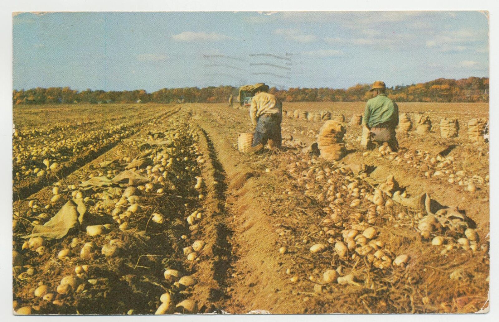 1958 - Harvesting Long Island Potatoes - NY - New York