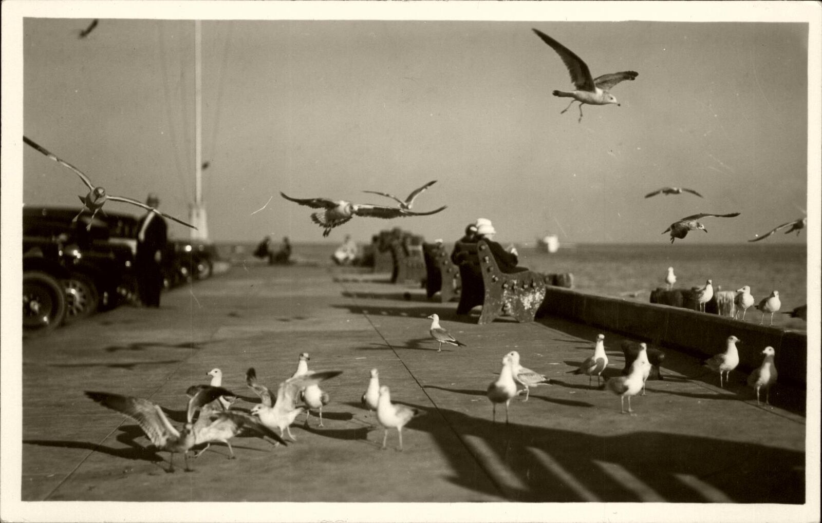 Beautiful sharp photograph seagulls in flight on pier 1920s cars RPPC real photo