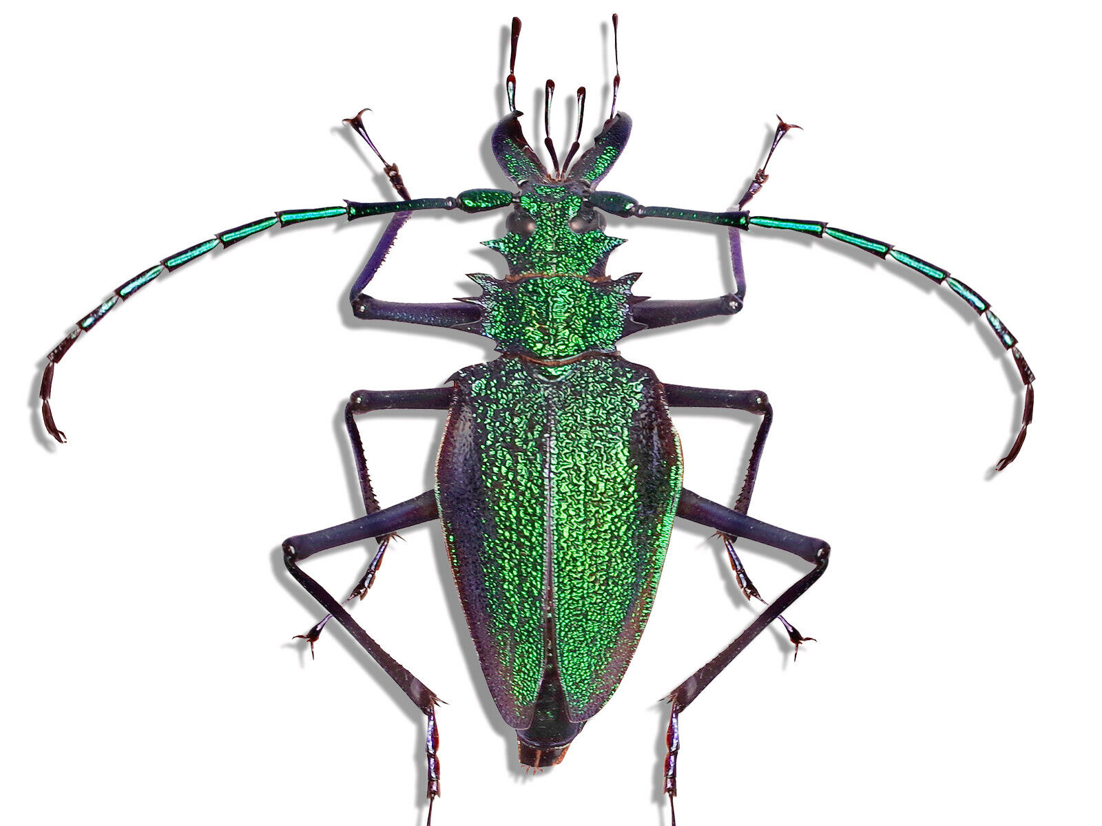 REAL Psalidognathus friendi FEMALE Beetle +70mm Insect Bug Unmounted in USA