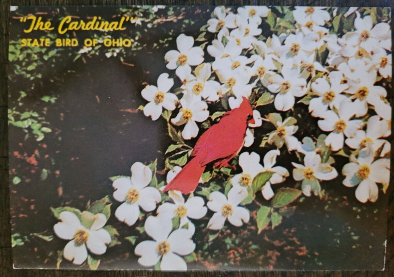 Ohio \'s State Bird Cardinal Dogwood Postcard 4X6 Chrome Unposted