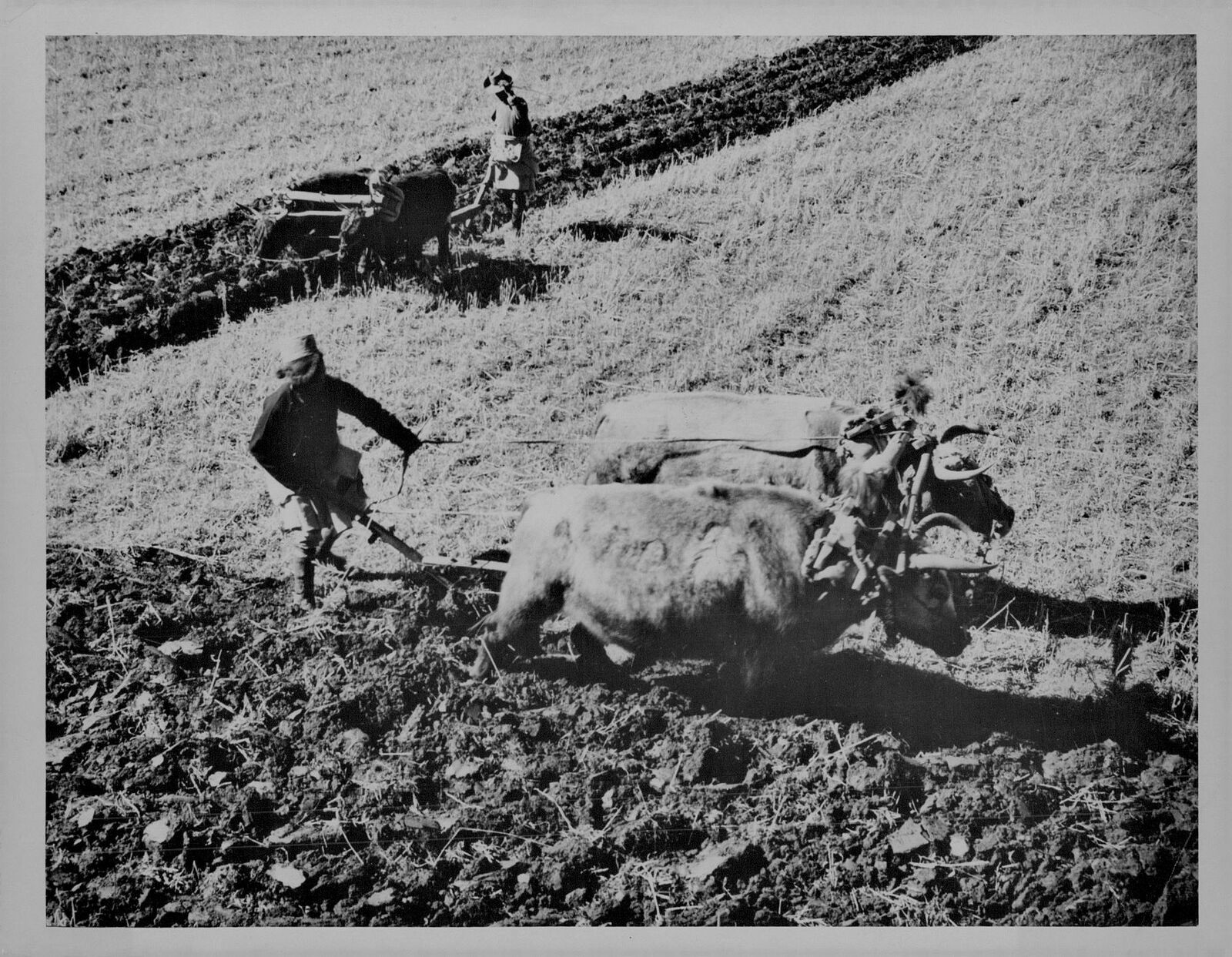 1964 Tibet CHINA Ox Driven Ploughs Press Photo