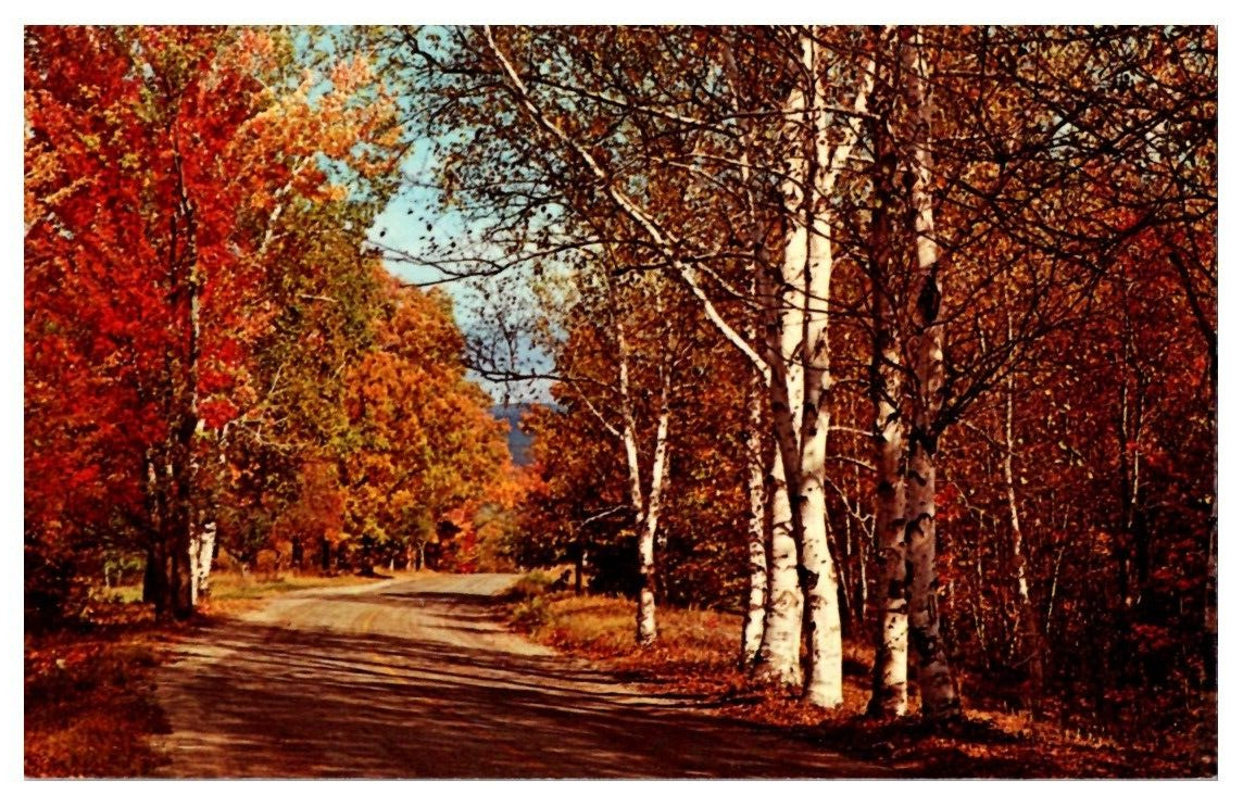 Postcard Chrome Autumn Forest Road Dexter Press 1962