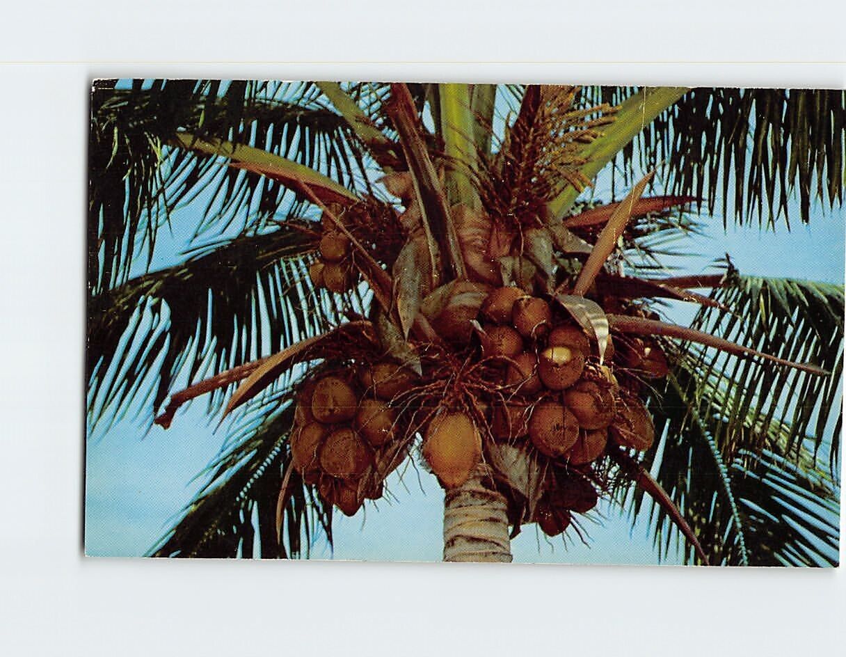 Postcard A Coconut Tree Loaded with Fruit in Tropical Florida USA