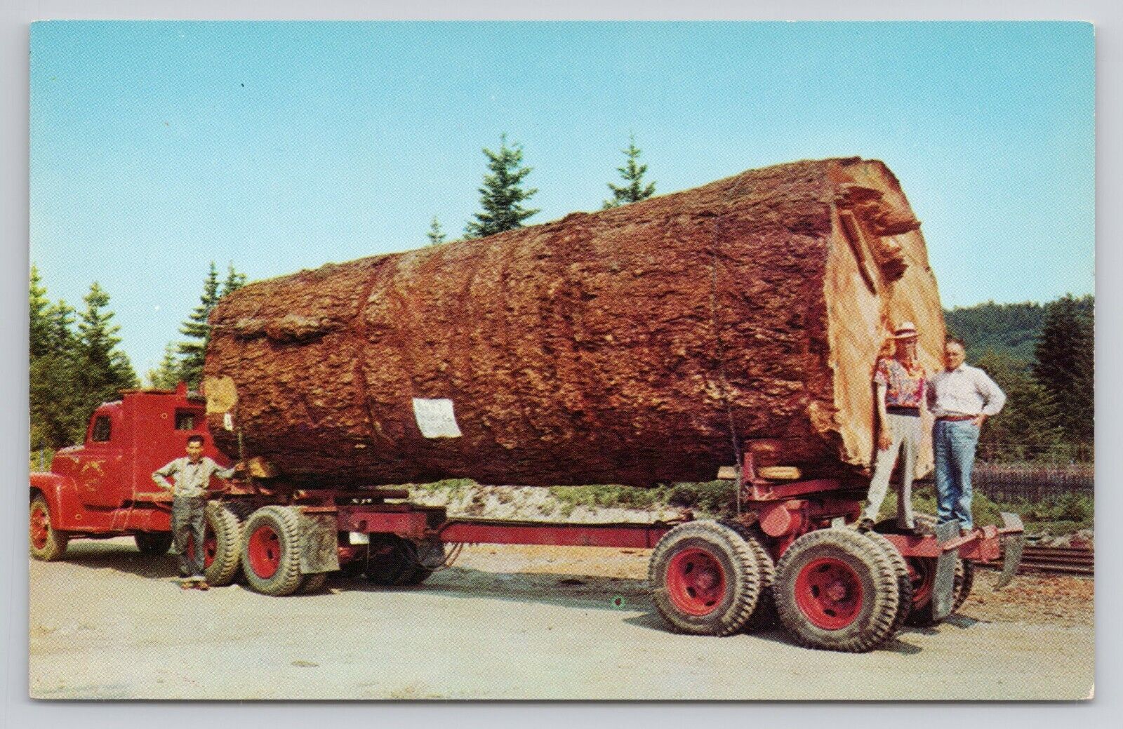 Giant Fir Log Virgin Forests Postcard 3662