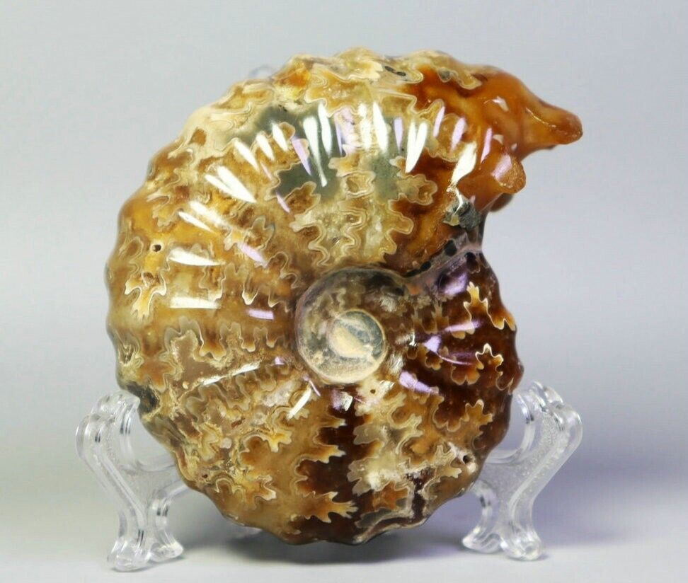 91g Natural Ammonite Shell Fossil Quartz Crystal Stone Mineral Specimen Stand