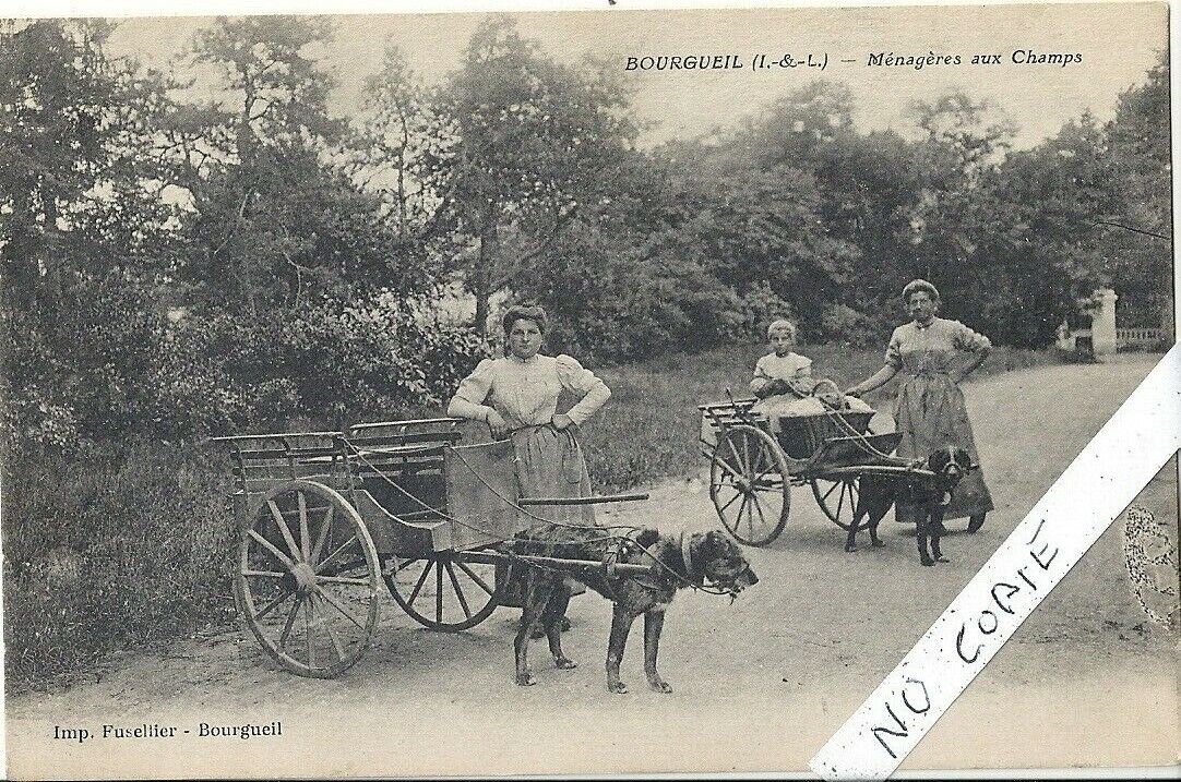 antique postcard Indre et Loire 37, chiens cars