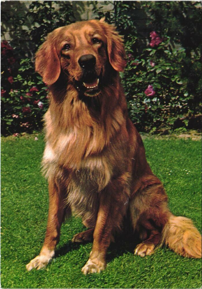 CPA AK Golden Retriever DOG (1178546)