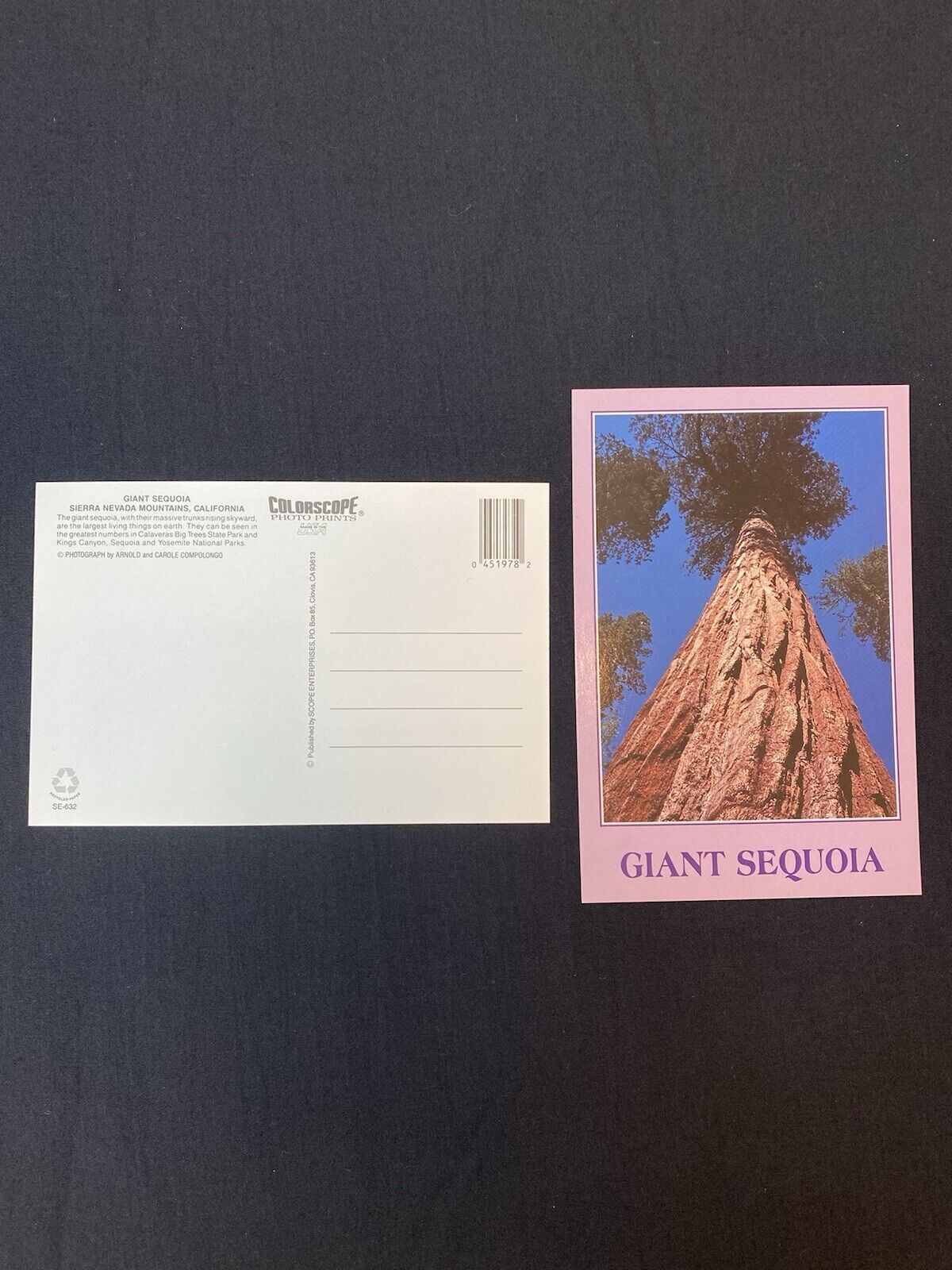 NODS 1990s Vintage California Giant Sequoia Postcards. Stack Of 50