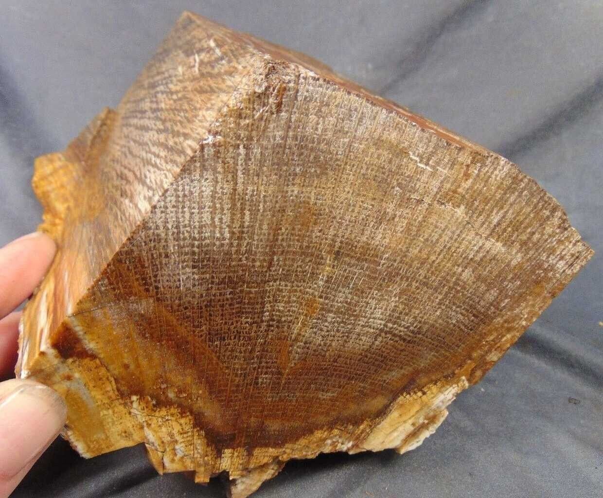 STINKING WATER GOLDEN OAK PETRIFIED WOOD … great old-collection piece … 6 lbs.