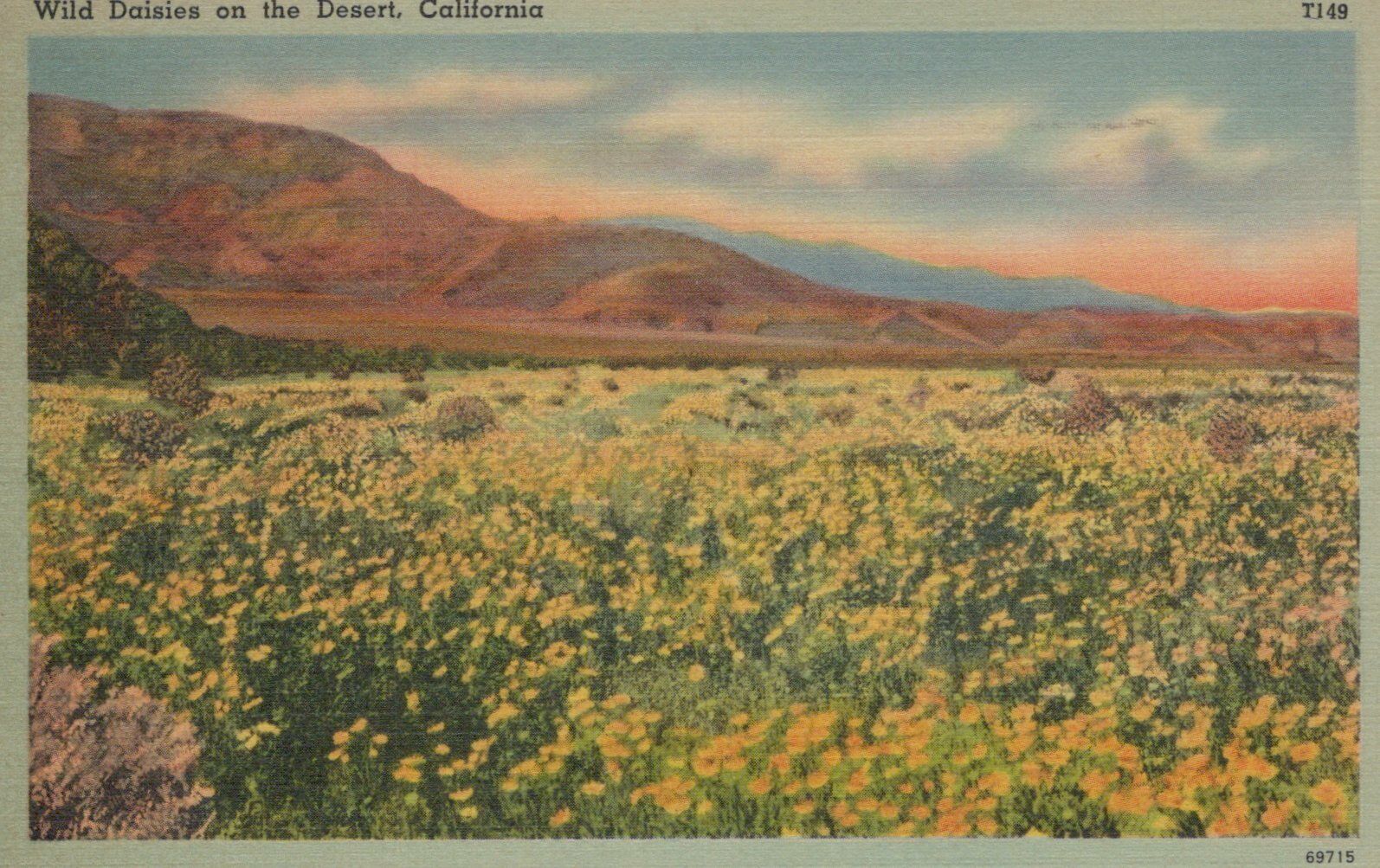 Wild Daisies On  Desert California Prairie Posted Field Vintage Linen Post Card