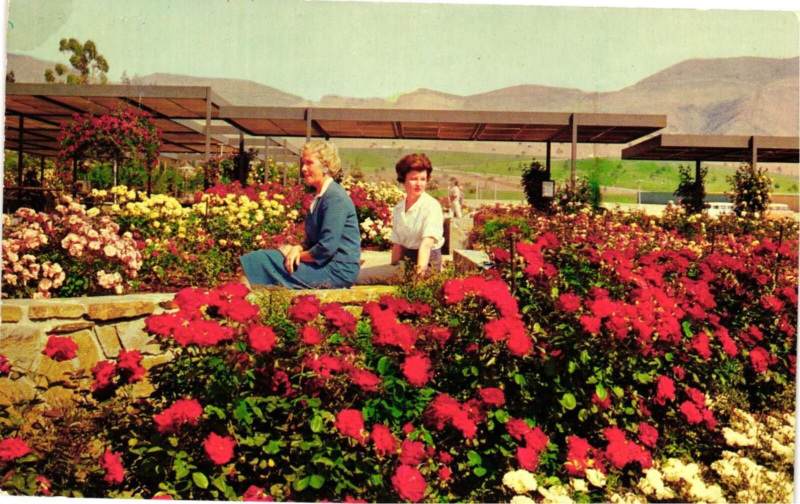Vintage Postcard- Pageant of Roses Garden, Rose Hills Memorial Park, Wh 1960s