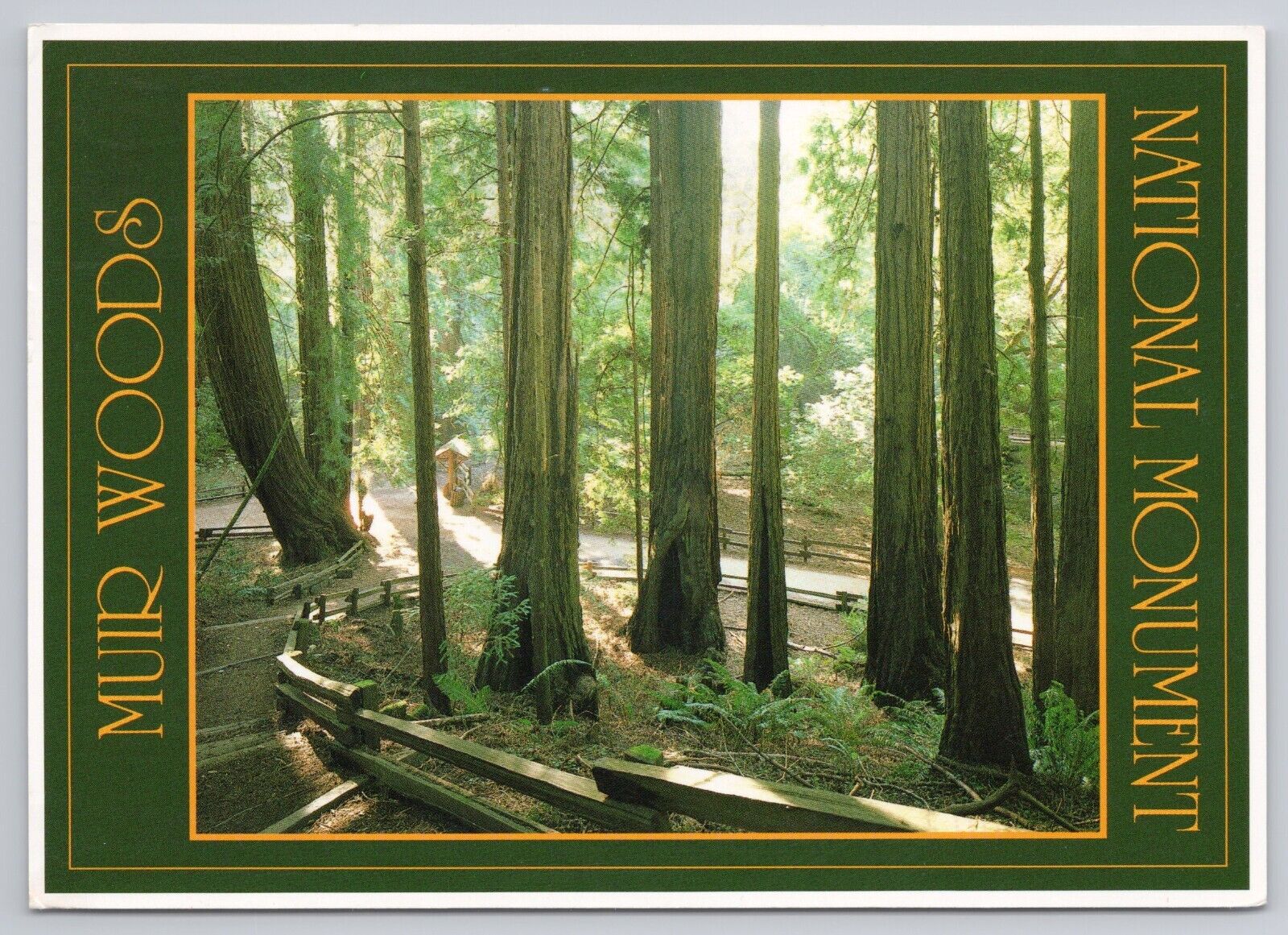 Postcard Mur Woods National Monument Redwoods Marin County California