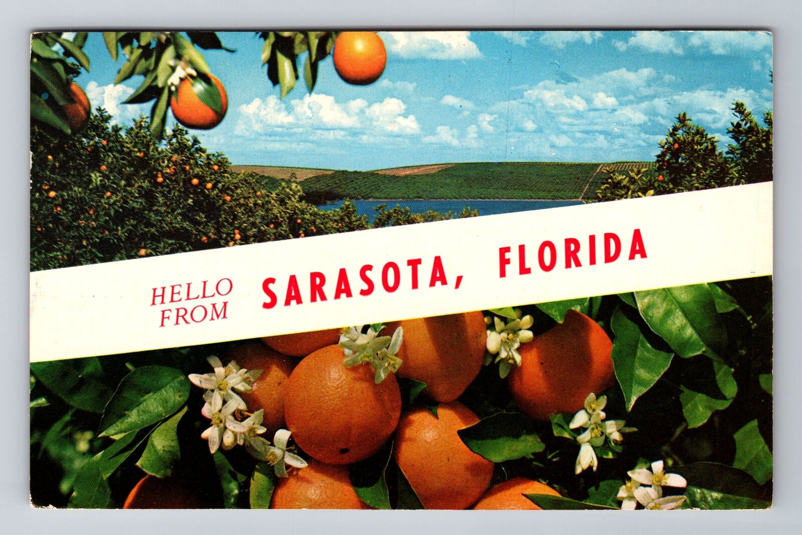 Sarasota FL-Florida, General Banner Greetings, Antique, Vintage c1965 Postcard