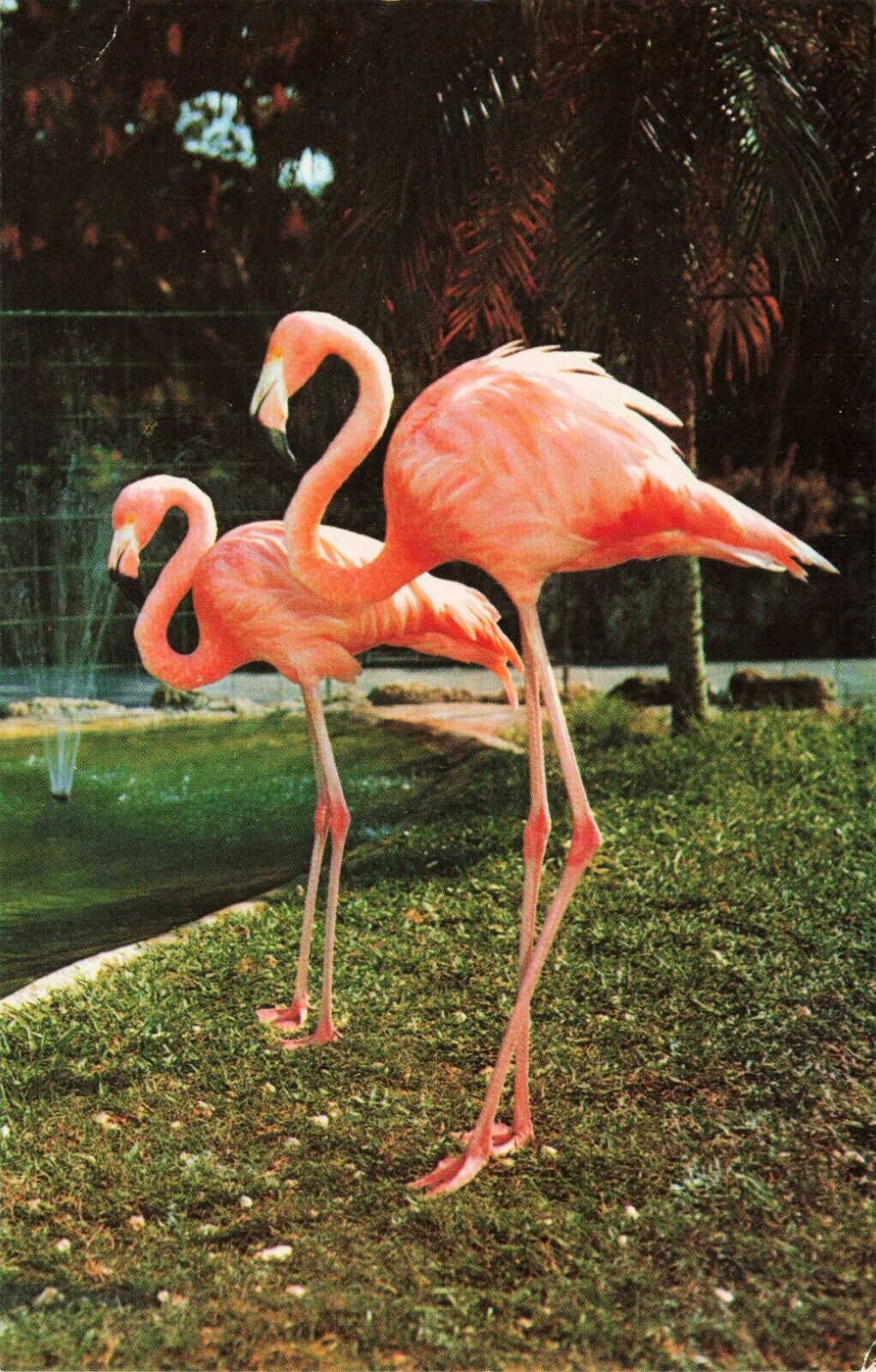 Flamingos Parrot Jungle Miami Florida Vintage Standard Postcard Unposted