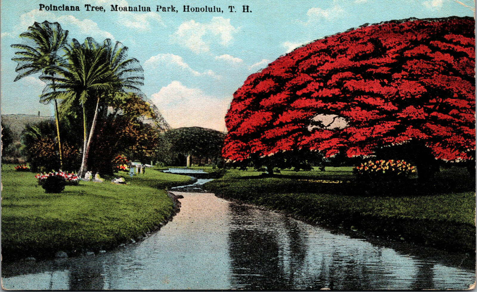 Vtg 1910s Poinciana Tree Moanalua Park Hawaii HI TH Island Curio Co Postcard