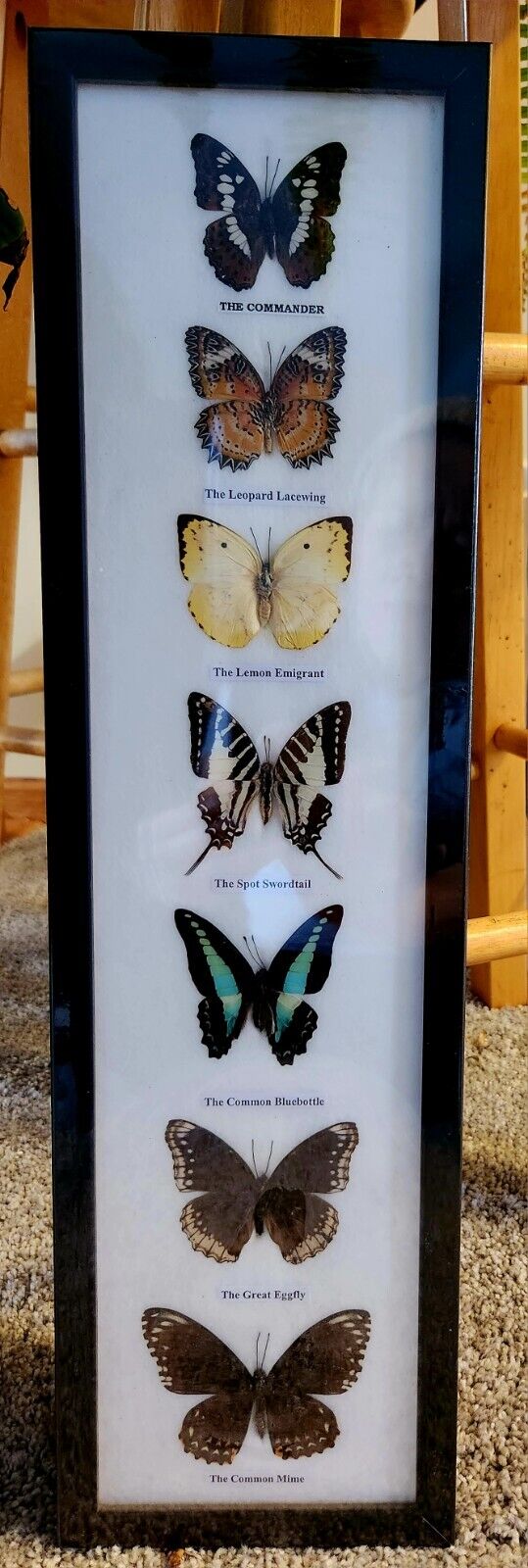 7 REAL  MOUNTED BUTTERFLIES  IN ACRYLIC  FRAME WOOD SIZE 21\