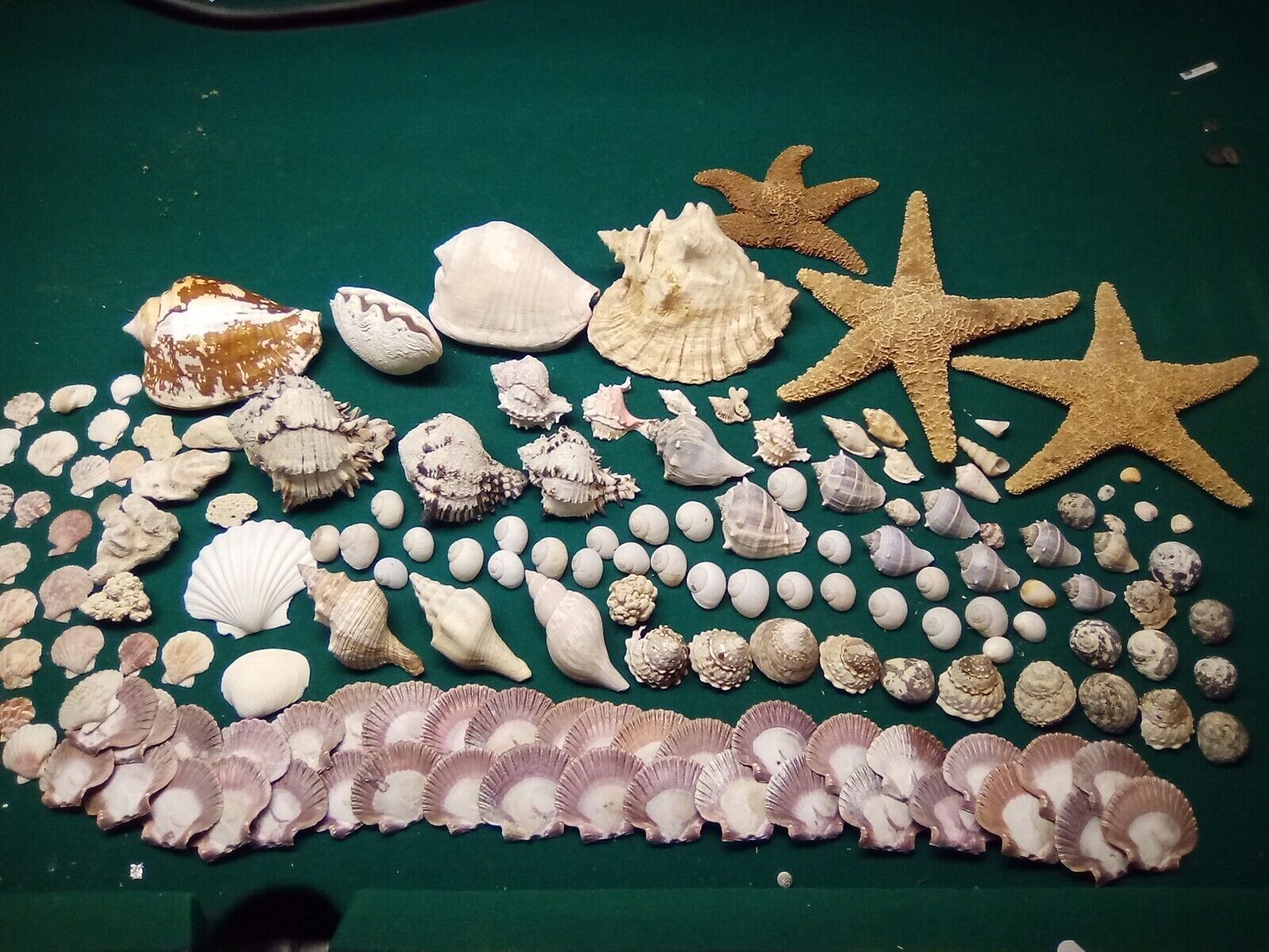 Large colection of unique, rare sea shells