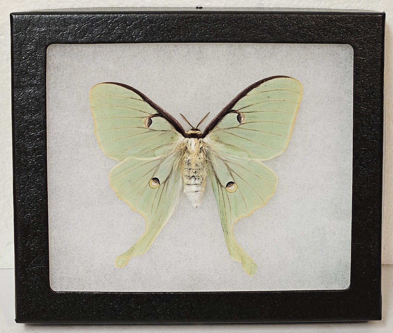 Real Framed Luna Moth (F)