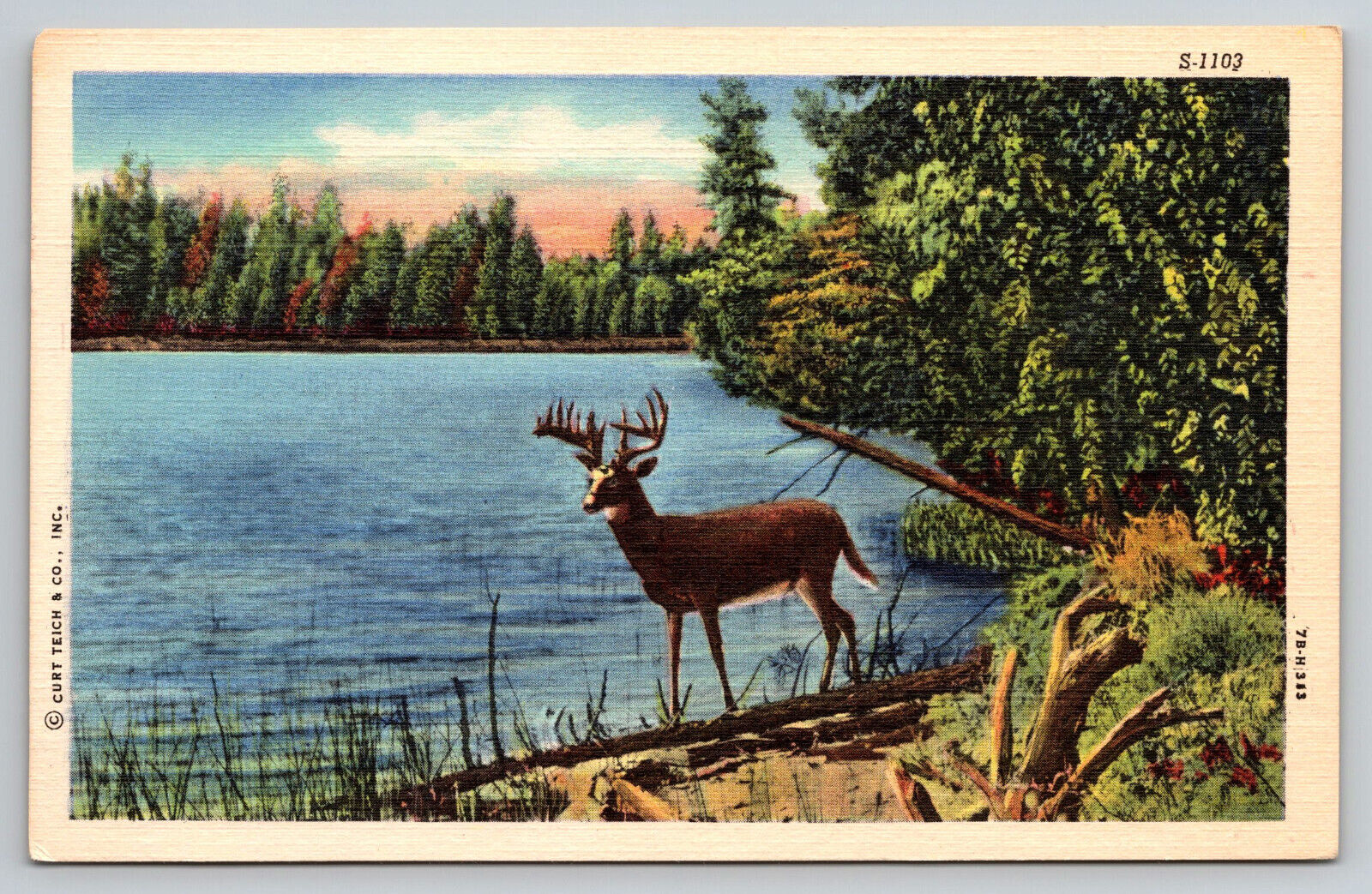 Wild Life Scenes Deer Buck Lake Hunting Northwoods Linen Postcard