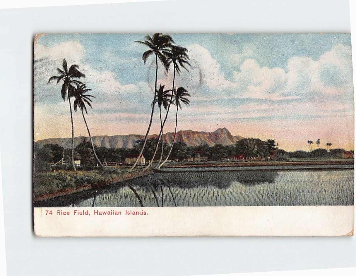 Postcard Rice Field Hawaiian Islands USA North America
