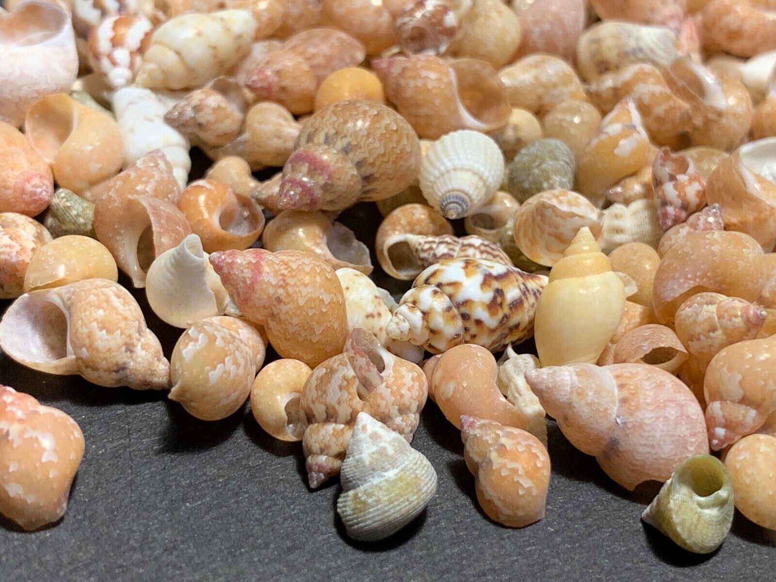 Beautiful Tiny Shell Mix Mini Seashells Crafts Shells Beach Decor 