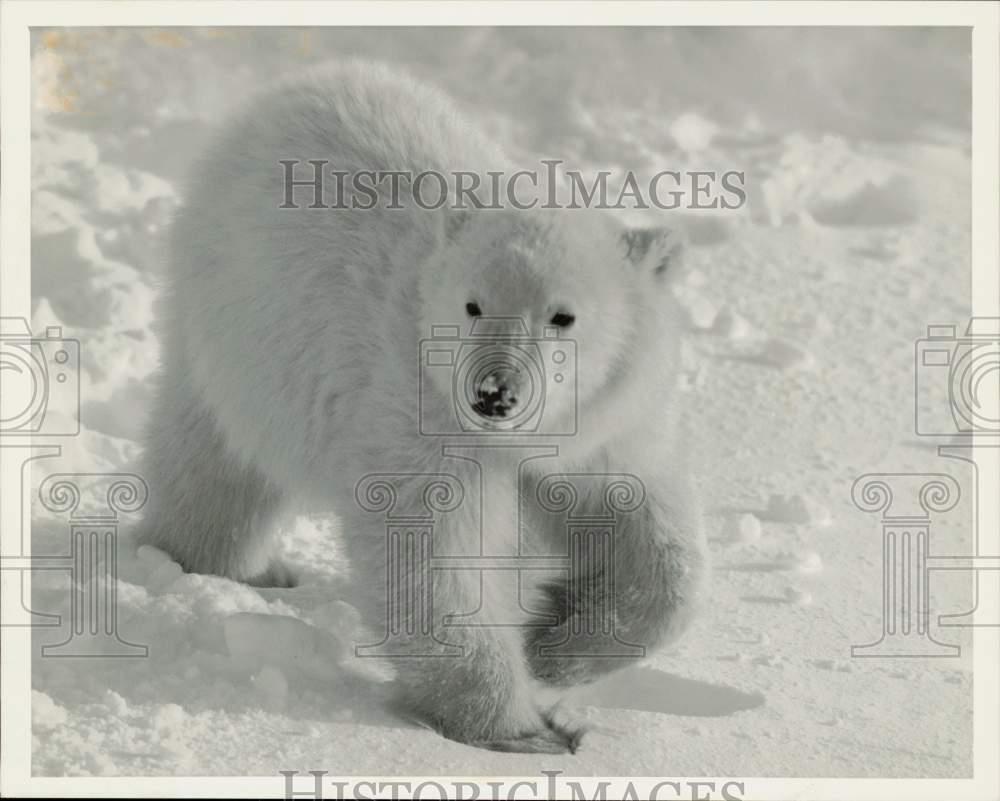 1990 Press Photo Photo of polar bear in his habitat taken by Ted Gary of Chicago