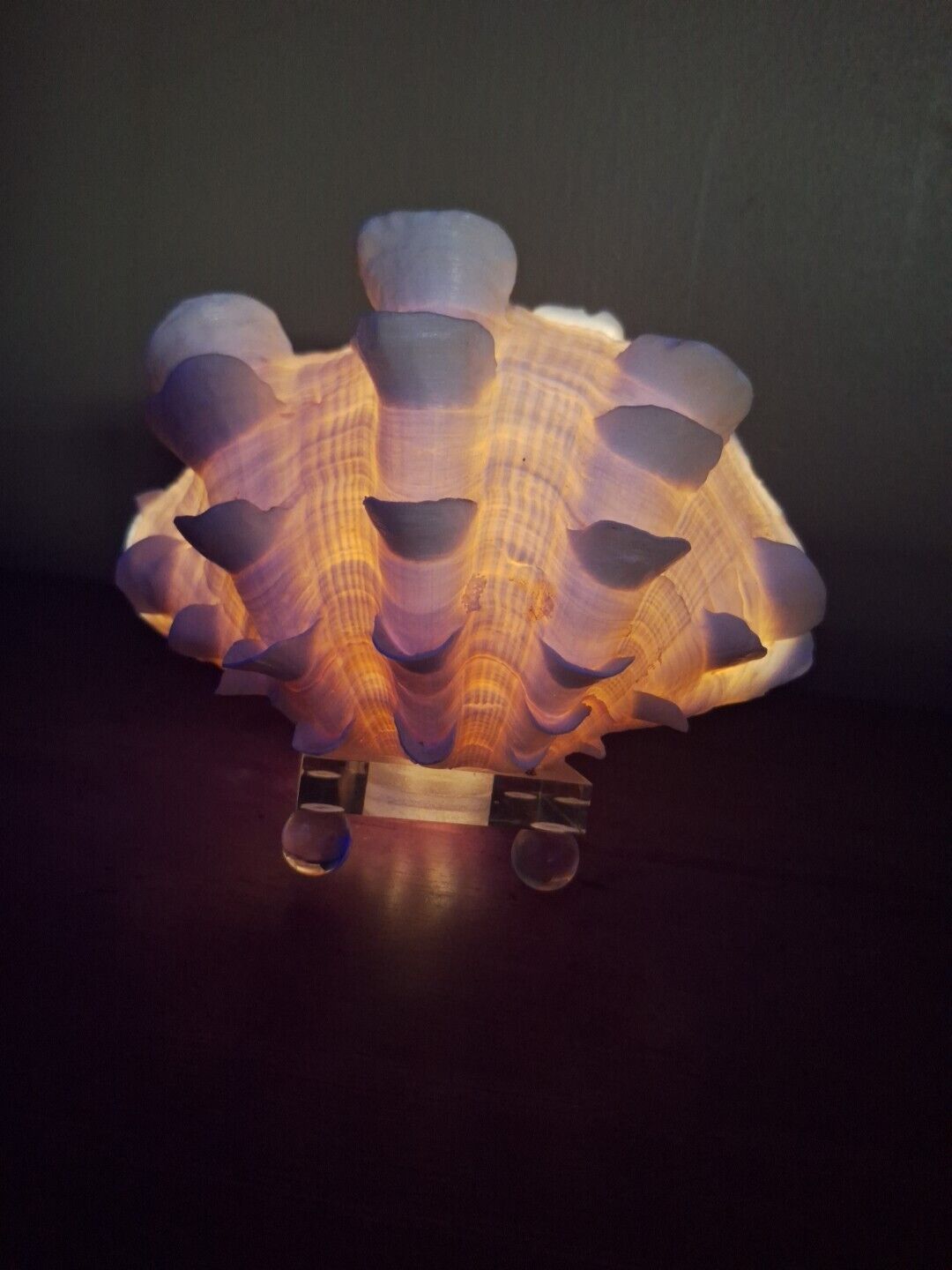 Whole Fluted Clam Shell Tridacna Squamosa Lamp Nautical Table Night Light