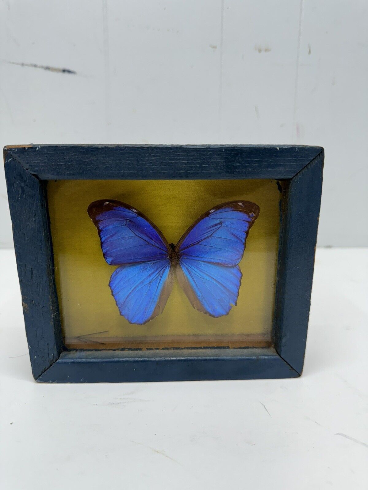 Real Morpho Butterfly Morphidae Blue