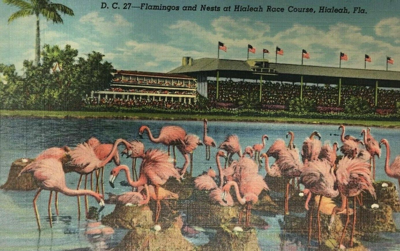 Hialeah Race Course Flamingos Florida Postcard FL