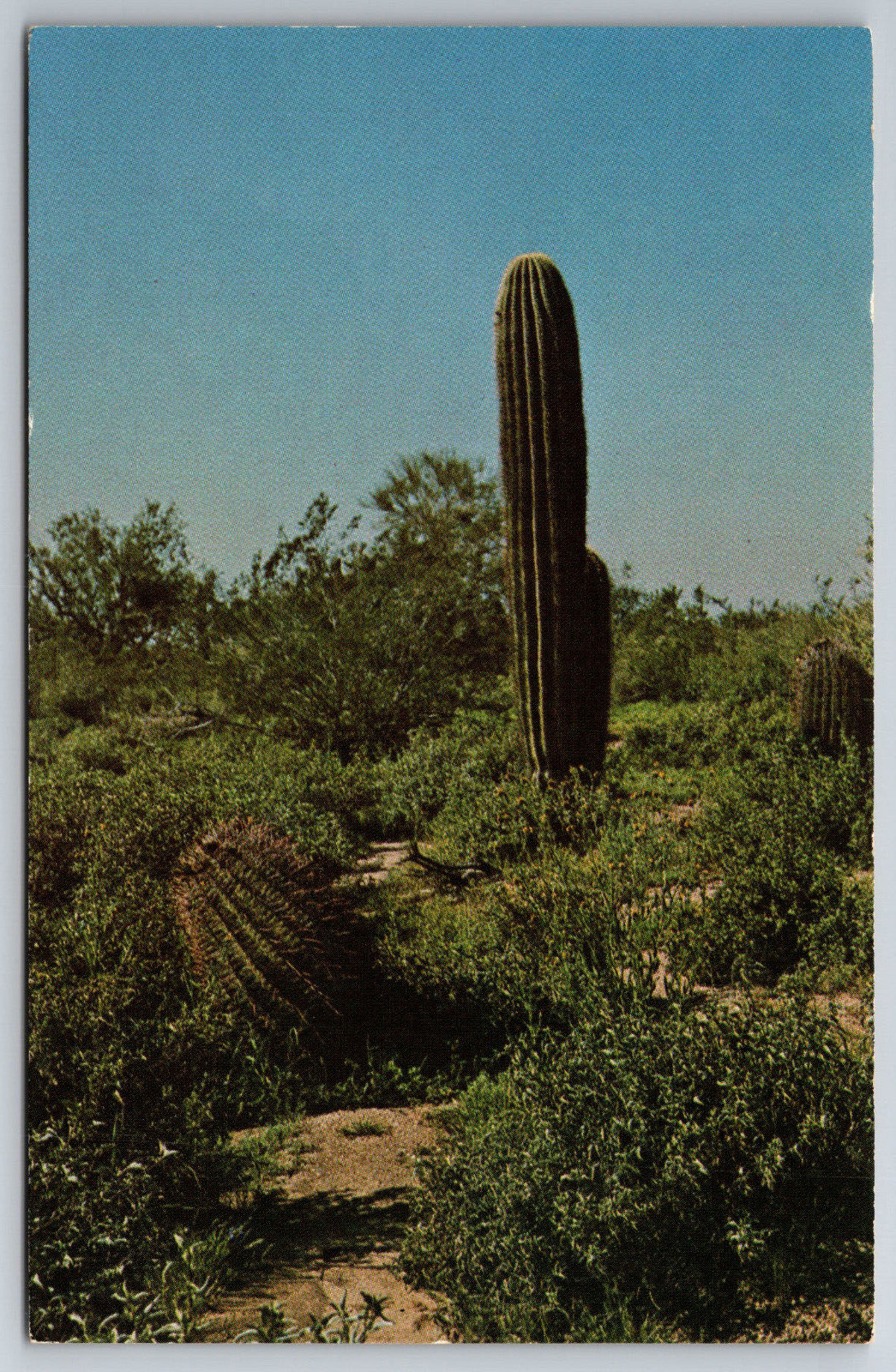Vintage Postcard Cactus Baby Saguaro and Barrel Cactus -3699