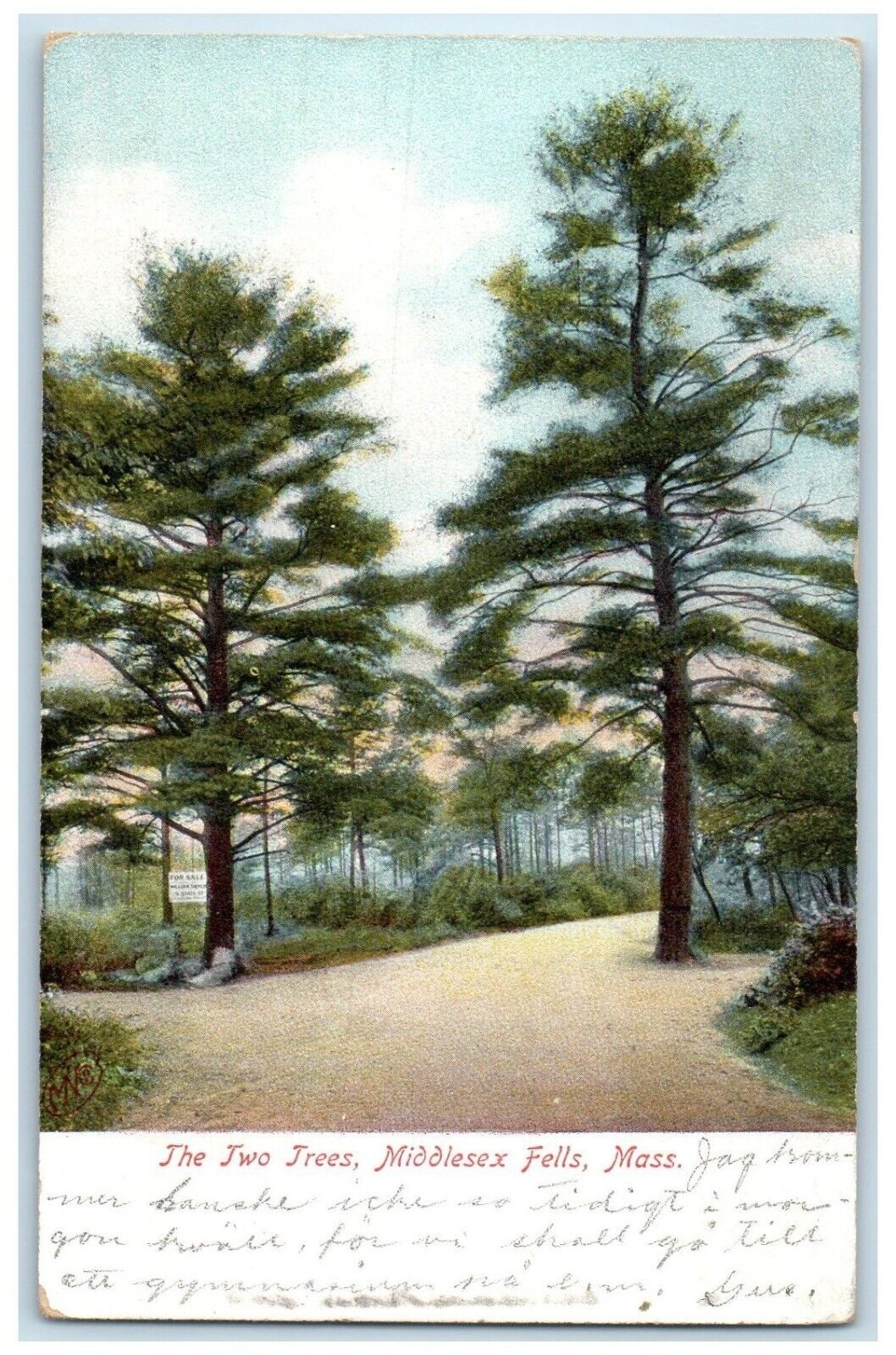 c1908 Two Tree Exterior View Middlesex Fells Massachusetts MA Vintage Postcard