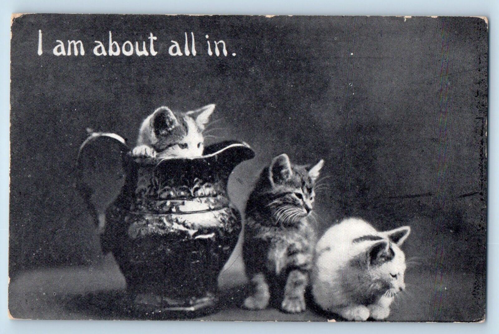 Toledo Ohio OH Postcard Cat Kittens In Vase Animal 1910 Posted Antique