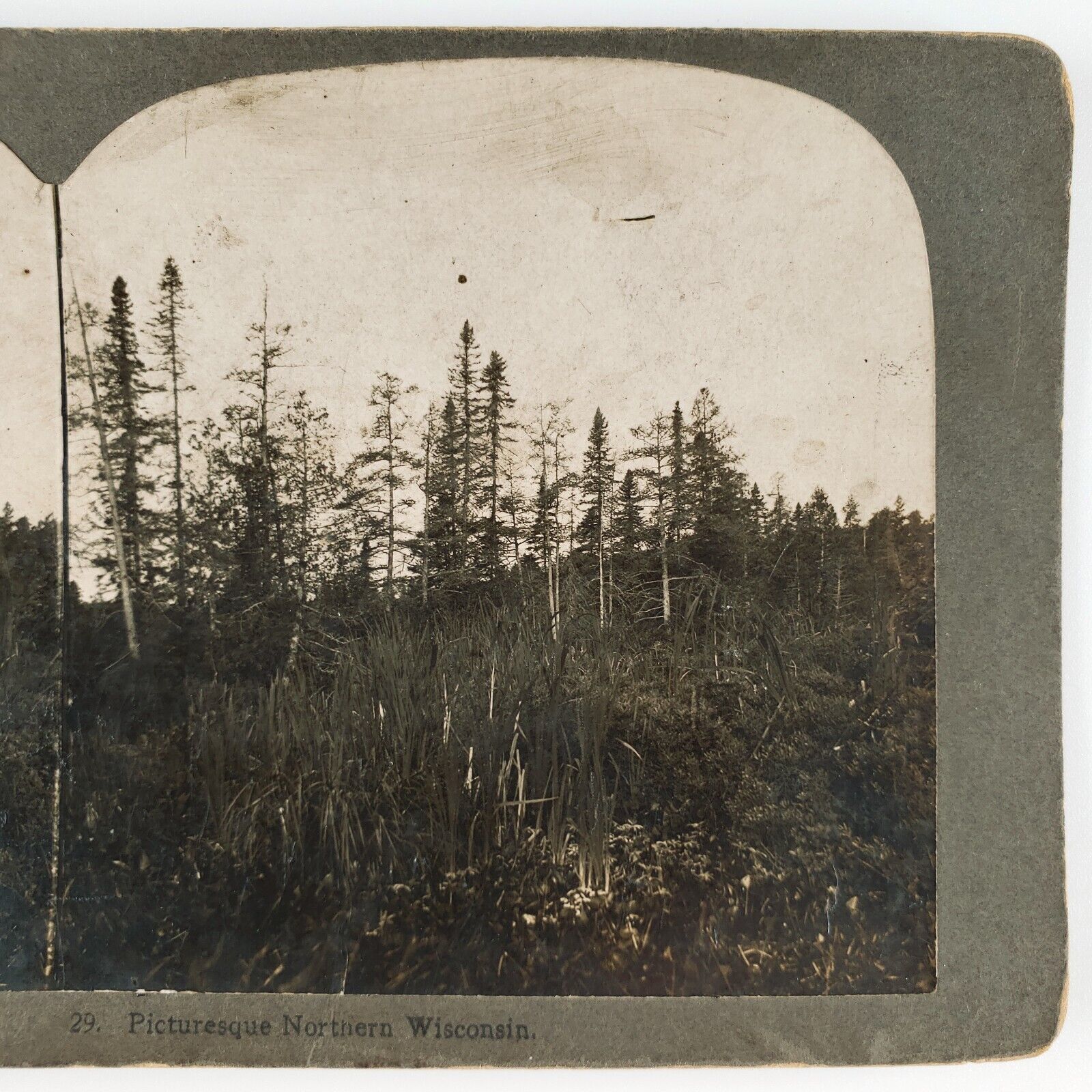 Northern Wisconsin Forest Meadow Stereoview c1900 Trees Grass Nature Photo B2044