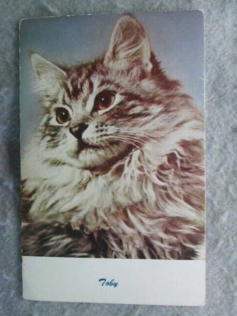 Standard Arts, Berkeley, California Cat Postcard, Toby 1950