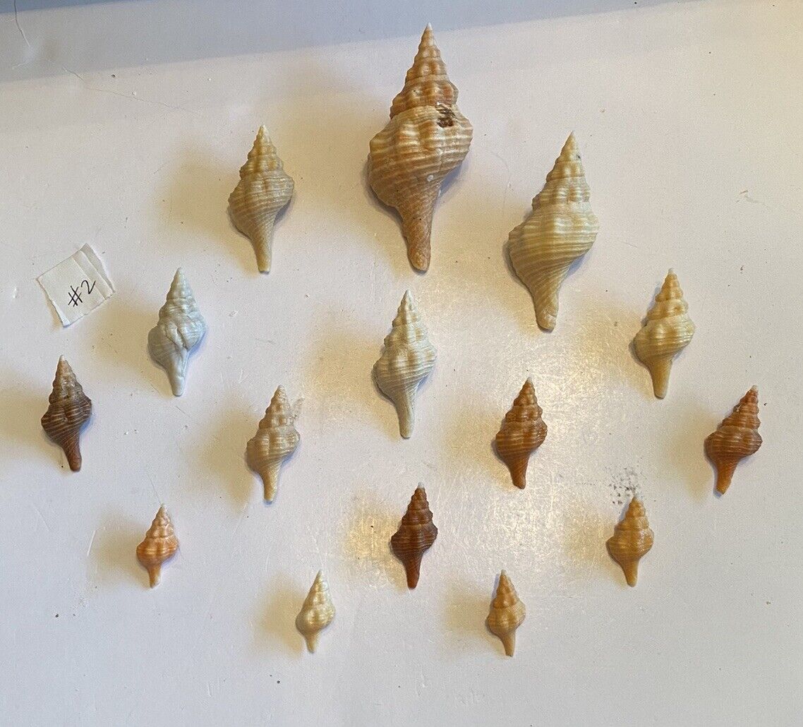 15 Beautiful Horse Conch Shells From SW Florida