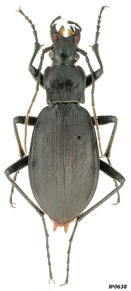 Coleoptera Carabidae Carabus (Leptocarabus) semiopacus N.Korea 25mm